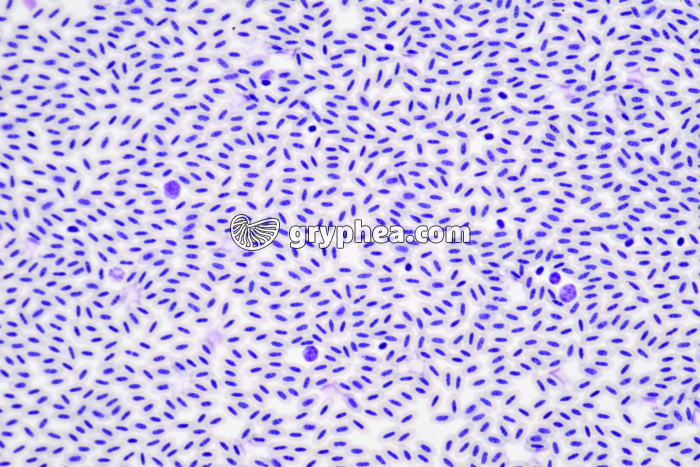 Sang d'Oiseau x100 - gryphea.org